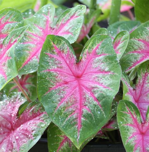 caladium plant care tips - Vallie Laster