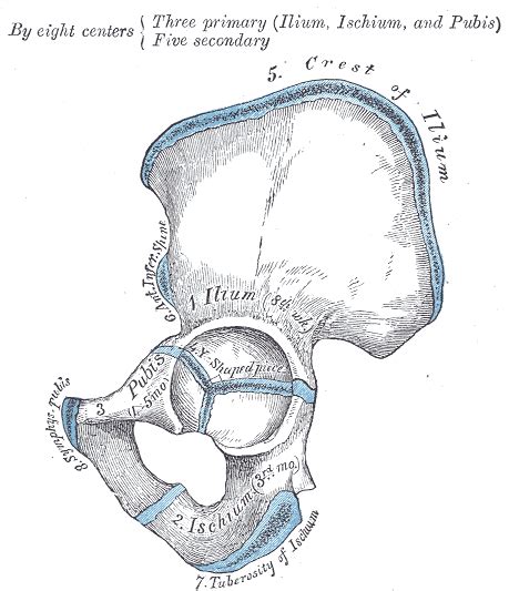 Ilium (bone) - wikidoc