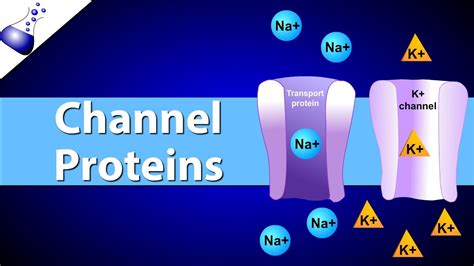 Channel Proteins - YouTube