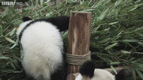 Panda Bears Falling GIF - Find & Share on GIPHY