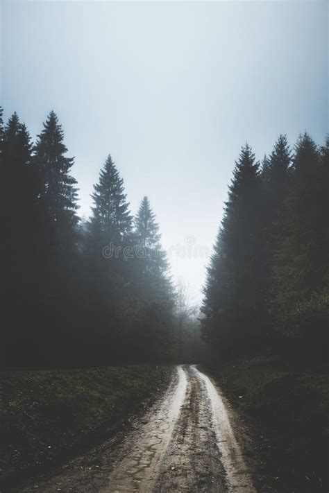 Dark Gloomy Day on Foggy Forest Dirt Road Stock Photo - Image of evening, green: 86162750