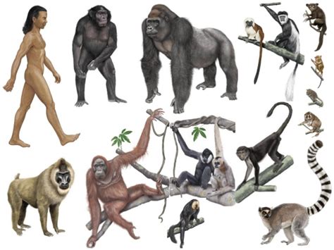 Primates | The A Level Biologist - Your Hub