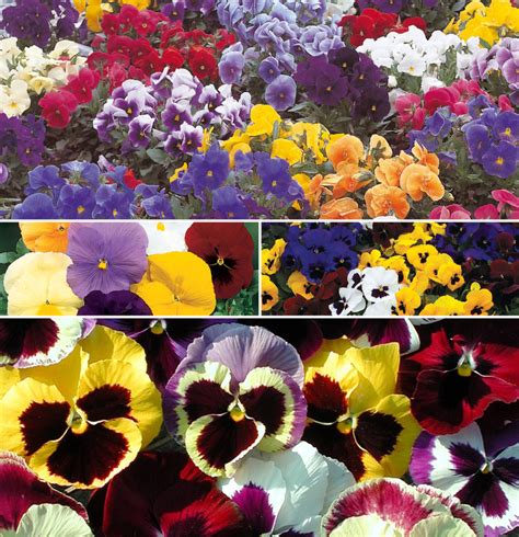 Viola 'Multiple Varieties' Pansy | Garden Center Marketing