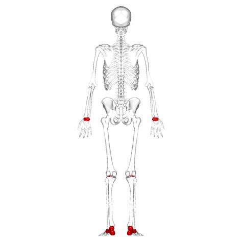 File:Short bones - posterior view.png - Wikimedia Commons