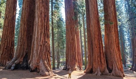 Redwood tree: Facts, benefits, how to grow and care tips