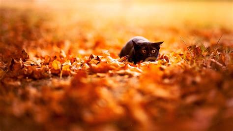 Fall Animal Wallpaper (65+ images)