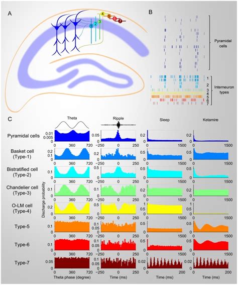 (A) The chart illustrates the anatomical positions of pyramidal cells ...