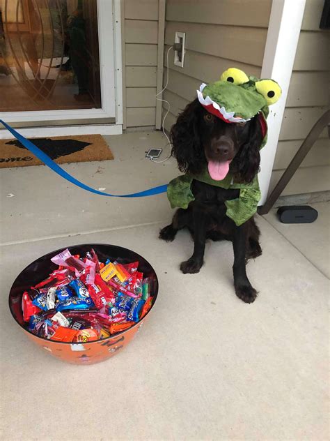 Dog Has Funny Way Of Greeting Trick Or Treaters - The Dodo