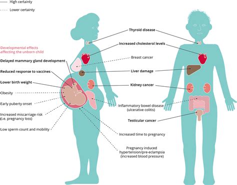 Effects of per-and polyfluoroalkyl substances on human health. Used ...