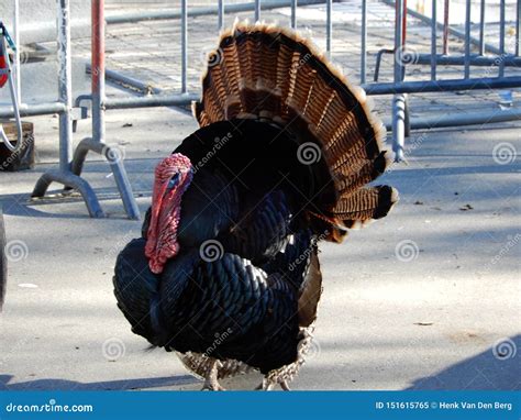 Male Turkey Showing of His Feathers Stock Image - Image of poulty ...