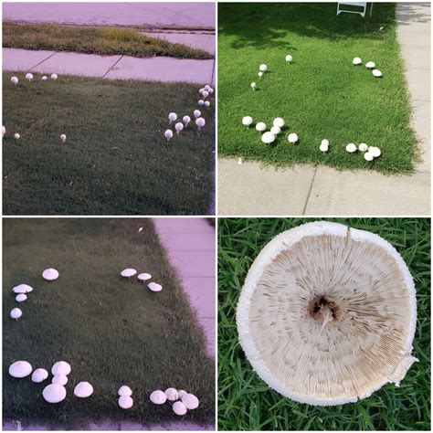 Fairy ring growth : r/mycology