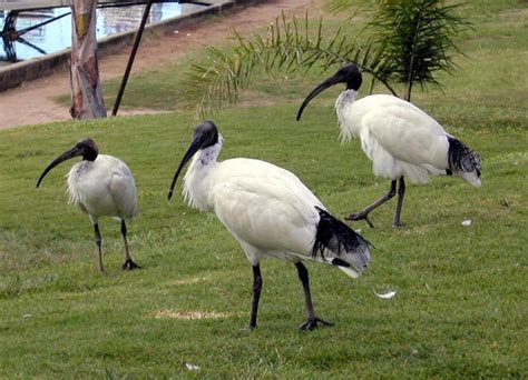 Animals World: famous cranes of australian white ibis wallpapers