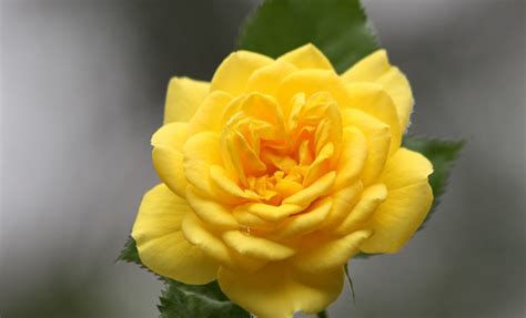 The Yellow Rose of Texas