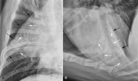 The Canine and Feline Lung | Veterian Key