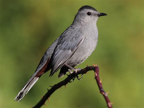 NestWatch | Gray Catbird - NestWatch