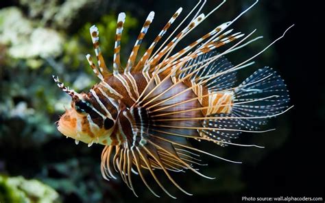 Interesting facts about lionfish | Just Fun Facts