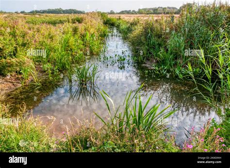 Freshwater Marshes in Norfolk Stock Photo - Alamy