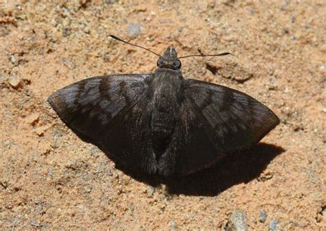 Butterflies of the Amazon rainforest - Butterflies - Insectomania