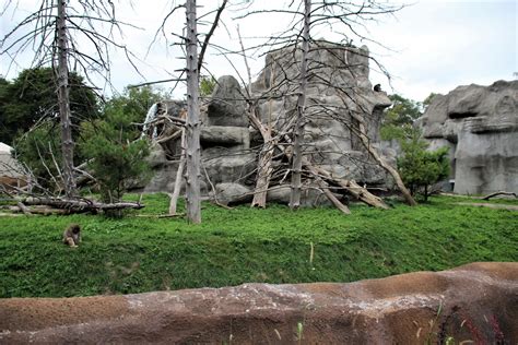 Detroit Zoo - Japanese Macaque habitat - Summer, 2016 - ZooChat