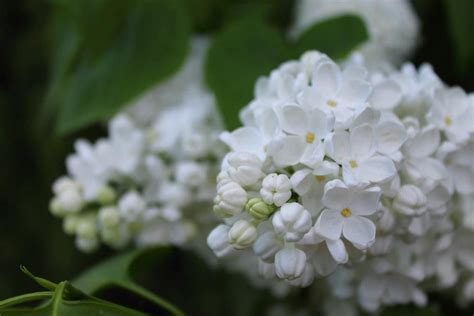 White lilac Lilac, Plants, White, Syringa Vulgaris, Plant, Planets, Lilacs