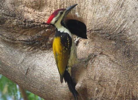 Pájaro carpintero o Picidae - Características, hábitat y alimentación