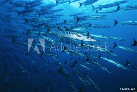 Large school of Barracuda fish from Wallmural | Wallpassion