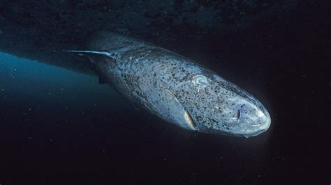 Greenland shark spotted in the Caribbean, thousands of kilometers from its icy habitat - Animal ...