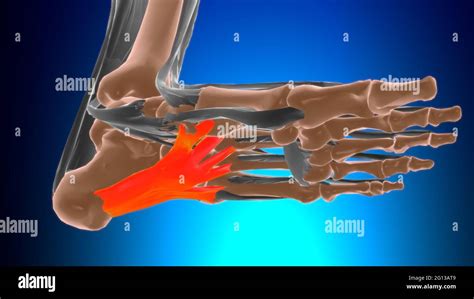 Long plantar ligament Anatomy For Medical Concept 3D Illustration Stock Photo - Alamy