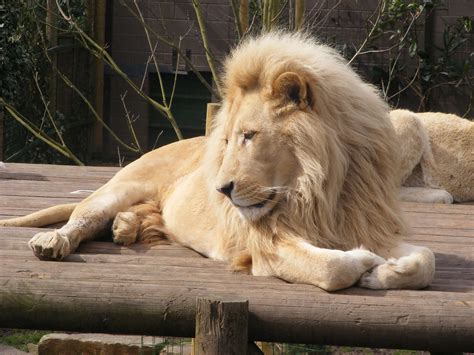White lions | White lion, Paradise Park, Broxbourne | monkeywing | Flickr