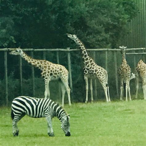 Longleat Safari Park - a great family day out