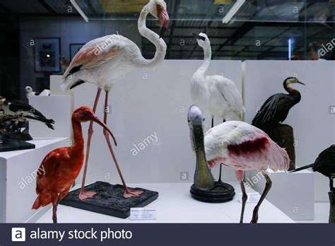 Darwin museum art gallery hi-res stock photography and images - Alamy