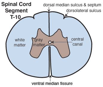 Lab 2 Spinal Cord Histology