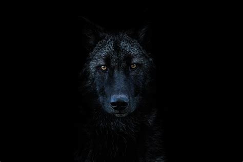 Dark Wolf Photograph by Goutham Ganesh - Fine Art America