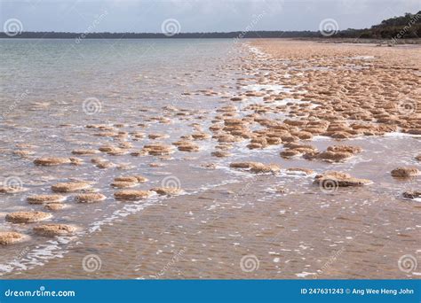 Lake Clifton Thrombolites stock image. Image of formation - 247631243