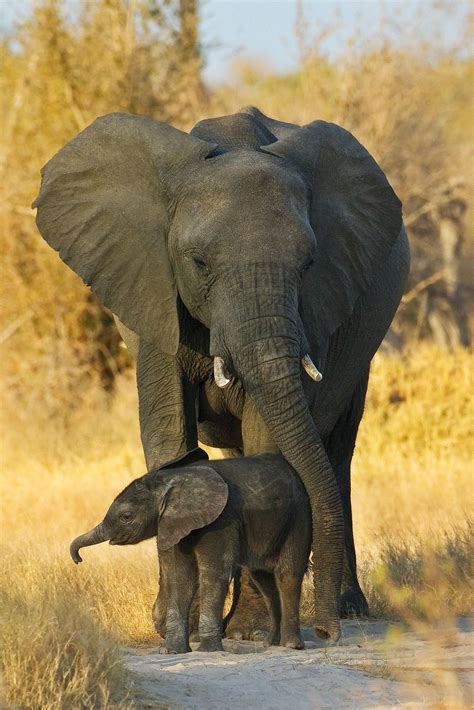 Mother & Baby Elephant | Elephant pictures, Elephants photos, Elephant