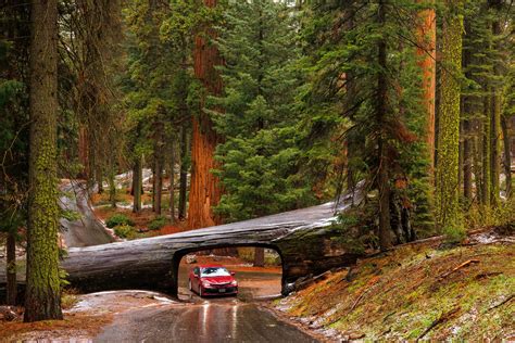 The Drive Through Tunnel Log At Sequoia National Park