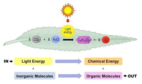 photosynthesis overview | Chemical energy, Energy sources, Energy