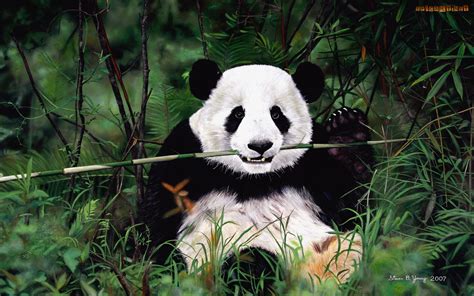 Panda Eating Wallpapers - Top Free Panda Eating Backgrounds - WallpaperAccess