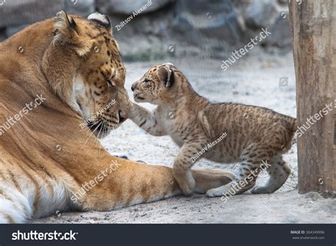 57 Liger Cub Images, Stock Photos & Vectors | Shutterstock