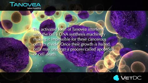 Tanovea® – A Novel Treatment for Lymphosarcoma