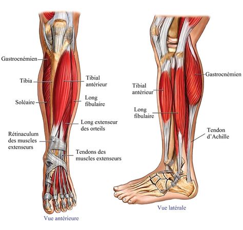 anatomie,jambe,muscles,tendons | Human muscle anatomy, Body anatomy, Foot health