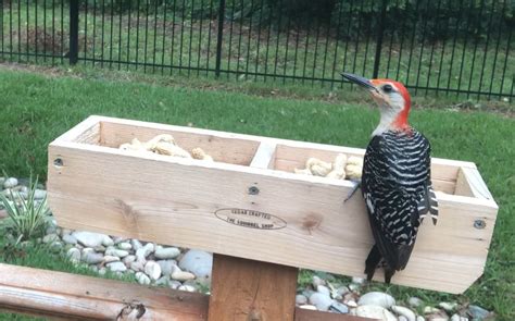 How To Attract Woodpeckers To Feeders - Squirrels at the Feeder