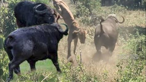 Herd Buffalo Fight Lion To Save Another Buffalo - YouTube