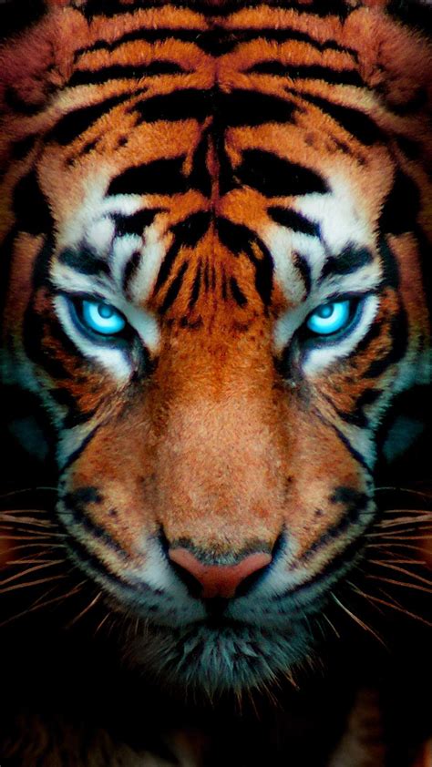 Tiger Eyes Glow iPhone Wallpaper - iPhone Wallpapers