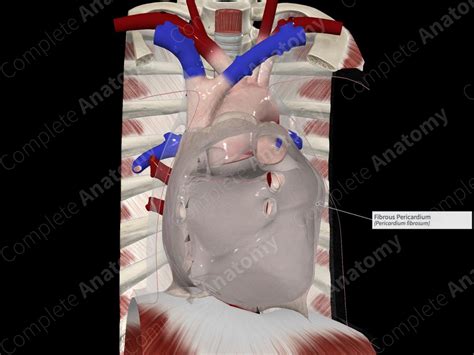 Fibrous Pericardium | Complete Anatomy