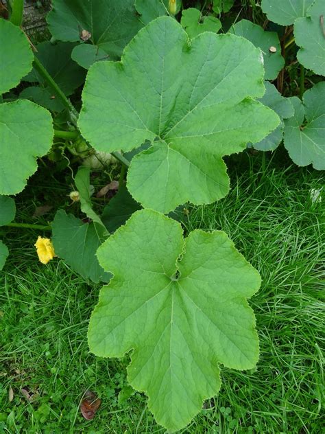 Down on the Allotment: Eating Pumpkin Leaves