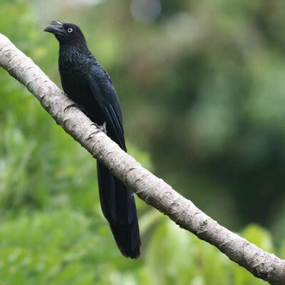 Greater Ani (Crotophaga major) :: BirdWeather