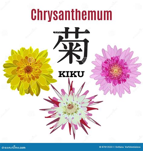 Vector Flat Illustration of Chrysanthemum, Symbol of Japan Stock Vector ...