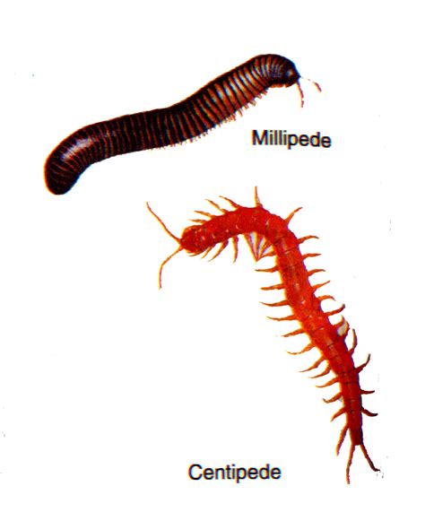 Arthropod Examples - Viewing Gallery