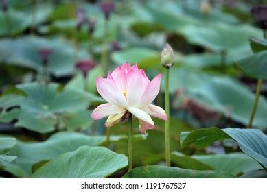 Kerala Lotus Ponds: Over 401 Royalty-Free Licensable Stock Photos | Shutterstock